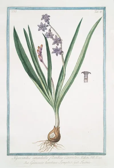 Hyacintus Orientalis Floribus Caeruleis Giancinto Turchino Semplice Iacinthe Garden Hyacinth