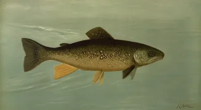 Hybrid Trout Cross Of The Lake And Brook Trout