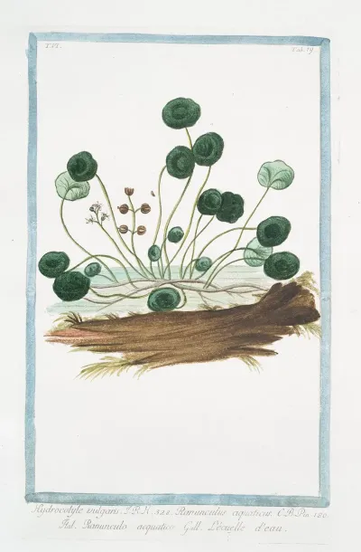Hydrocotyle Vulgaris Ranunculus Aquaticus Ranunculo Acquatico Lecuelle Deau Marsh Penny
