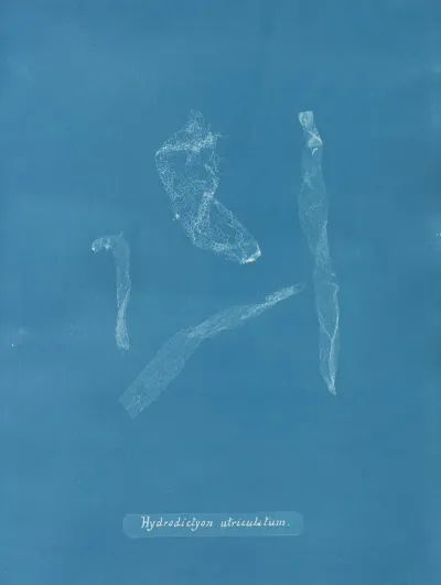 Hydrodictyon Utriculatum