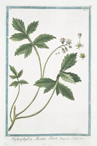 Hydrophyllon Morini Hort