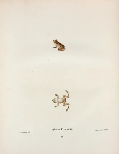 Hylodes Pickeringii