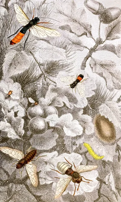 Hymenopteres Pl XIII