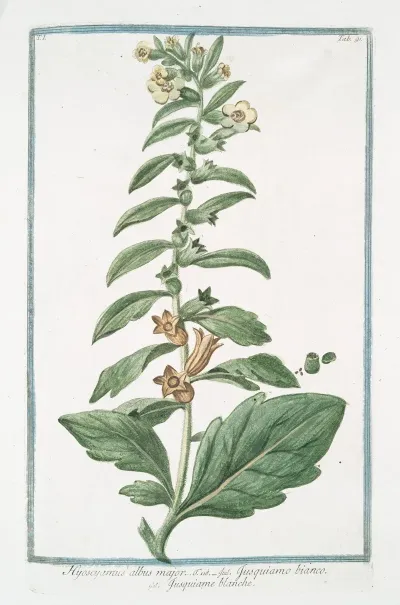 Hyoacyamus Albus Major Jusquiamo Bianco Jusquiame Blanche Russian Henbane Or White Henbane