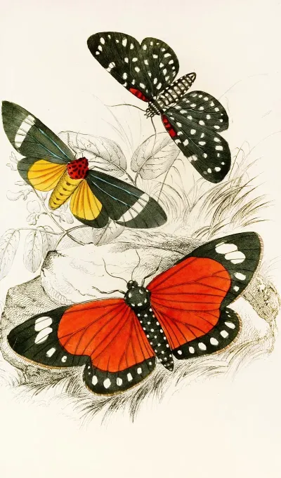 Hypercampa Sybaris Callimorpha Helcita Callimorpha Phileta