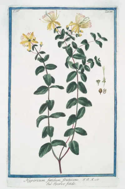 Hypericum Foetidum Frutescens Iperico Fetido St Johns Wort