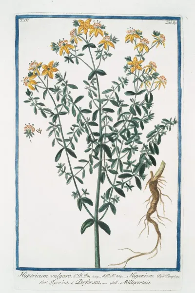 Hypericum Vulgare Hypericon Iperico E Perforata Millepertuis St Johns Wort