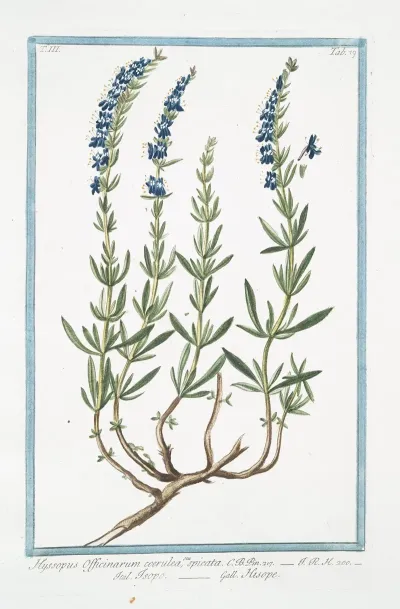 Hyssopus Officinarum Coerulea Seu Spicata Isopo Hisope