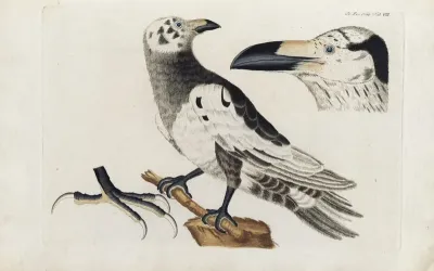Icones Rerum Naturalium Ou Figures Enluminees Dhistoire Naturelle Du Nord Pl 08