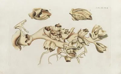 Icones Rerum Naturalium Ou Figures Enluminees Dhistoire Naturelle Du Nord Pl 10