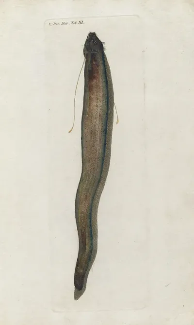 Icones Rerum Naturalium Ou Figures Enluminees Dhistoire Naturelle Du Nord Pl 11