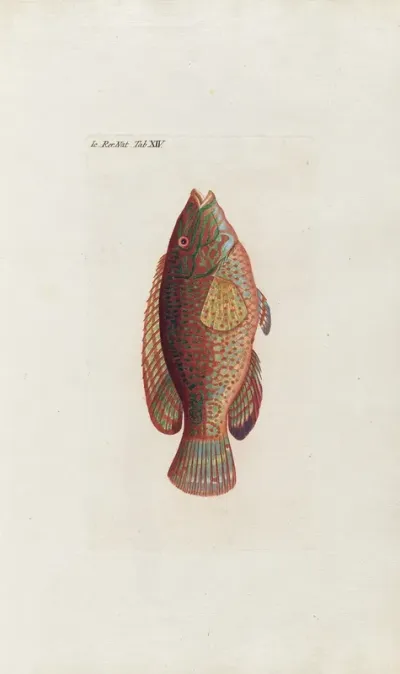 Icones Rerum Naturalium Ou Figures Enluminees Dhistoire Naturelle Du Nord Pl 14