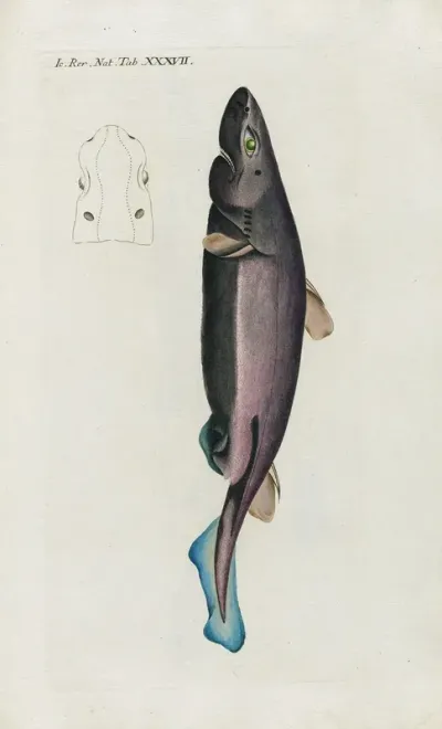 Icones Rerum Naturalium Ou Figures Enluminees Dhistoire Naturelle Du Nord Pl 37