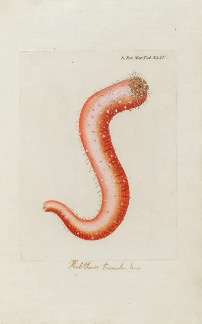 Icones Rerum Naturalium Ou Figures Enluminees Dhistoire Naturelle Du Nord Pl 44