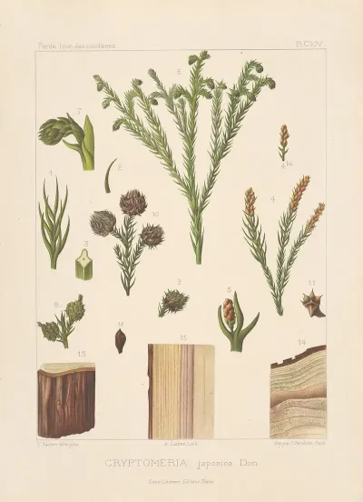 Iconographie Des Coniferes Pl 05