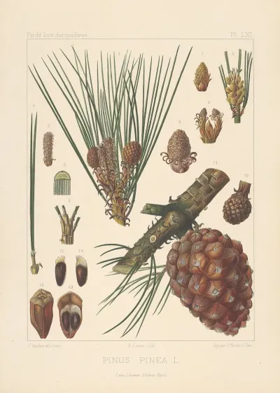 Iconographie Des Coniferes Pl 24