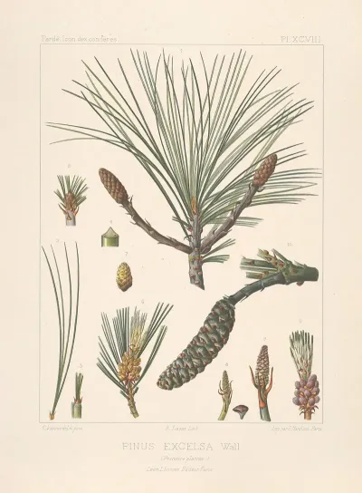 Iconographie Des Coniferes Pl 25