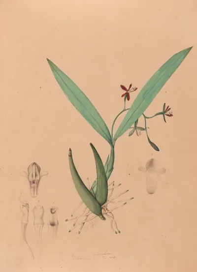 Iconographie Des Orchidees Du Bresil Pl 09