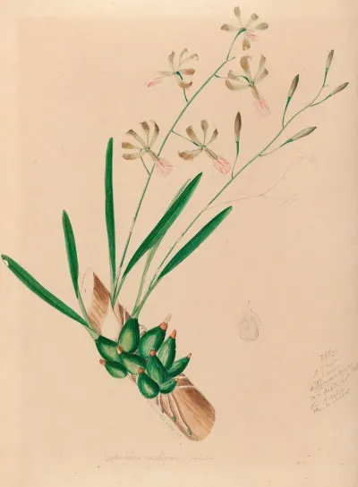 Iconographie Des Orchidees Du Bresil Pl 10