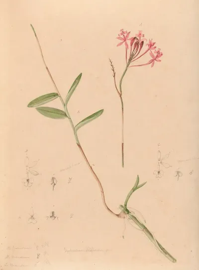 Iconographie Des Orchidees Du Bresil Pl 28