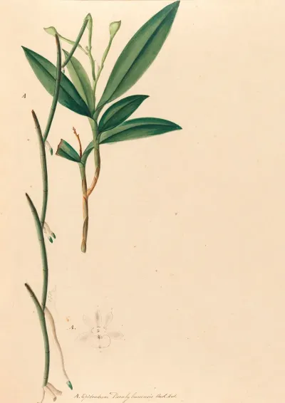 Iconographie Des Orchidees Du Bresil Pl 35