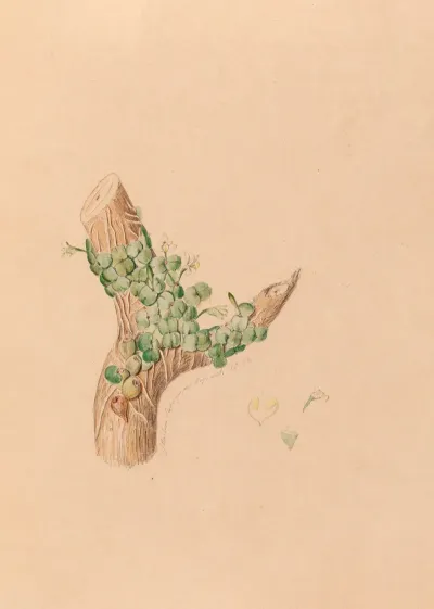 Iconographie Des Orchidees Du Bresil Pl 56