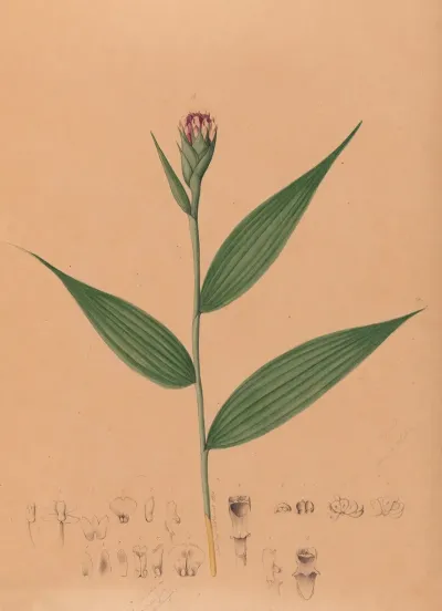 Iconographie Des Orchidees Du Bresil Pl 57