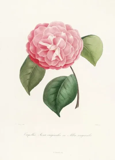 Iconographie Du Genre C̲a̲m̲e̲l̲l̲i̲a̲ Pl 042