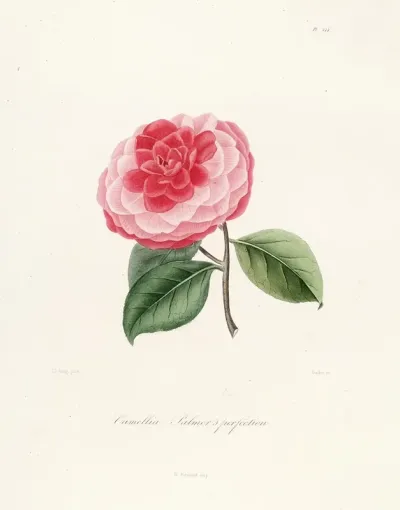 Iconographie Du Genre C̲a̲m̲e̲l̲l̲i̲a̲ Pl 044