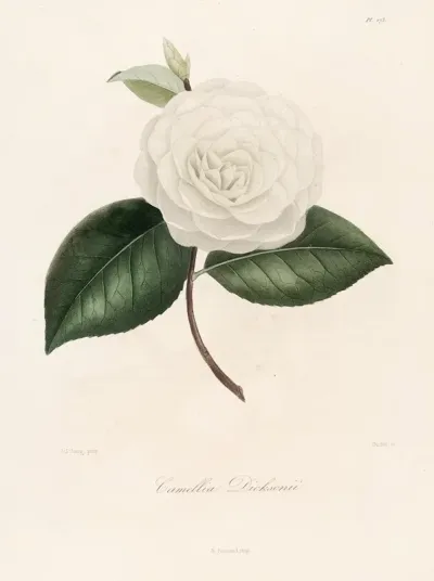 Iconographie Du Genre C̲a̲m̲e̲l̲l̲i̲a̲ Pl 073