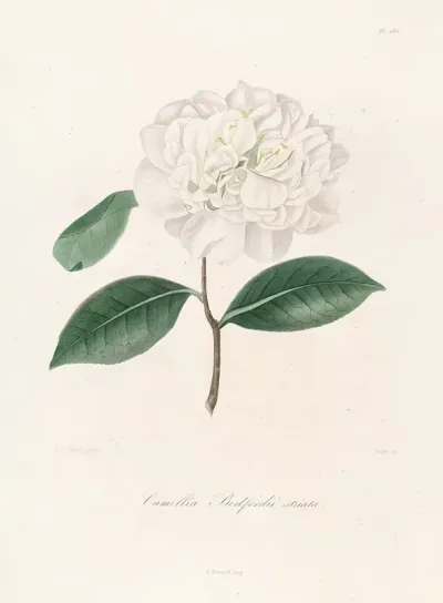 Iconographie Du Genre C̲a̲m̲e̲l̲l̲i̲a̲ Pl 086