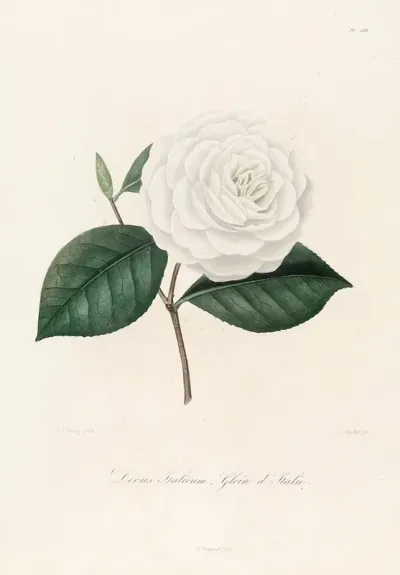 Iconographie Du Genre C̲a̲m̲e̲l̲l̲i̲a̲ Pl 088