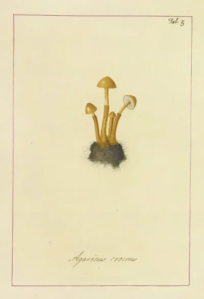 Icons Fungorum Circa Halifax Sponte Nascentium Pl 005