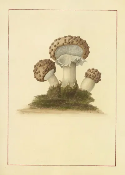Icons Fungorum Circa Halifax Sponte Nascentium Pl 045
