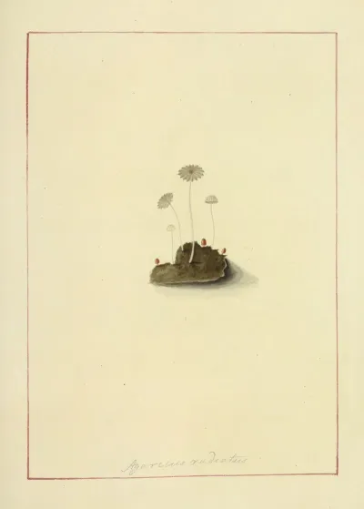 Icons Fungorum Circa Halifax Sponte Nascentium Pl 050