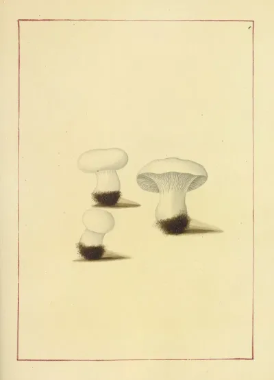 Icons Fungorum Circa Halifax Sponte Nascentium Pl 051