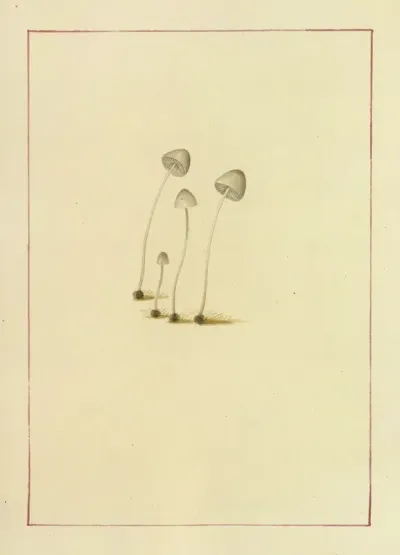 Icons Fungorum Circa Halifax Sponte Nascentium Pl 053