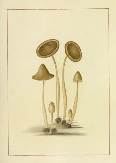 Icons Fungorum Circa Halifax Sponte Nascentium Pl 054