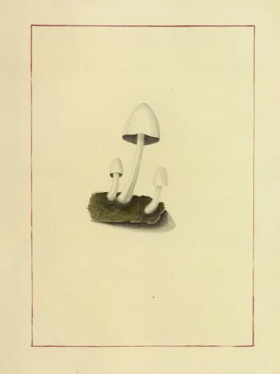 Icons Fungorum Circa Halifax Sponte Nascentium Pl 055