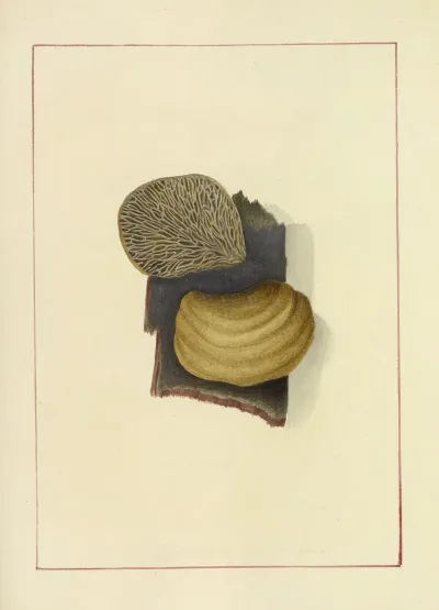 Icons Fungorum Circa Halifax Sponte Nascentium Pl 058