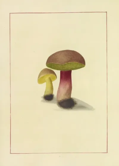 Icons Fungorum Circa Halifax Sponte Nascentium Pl 062
