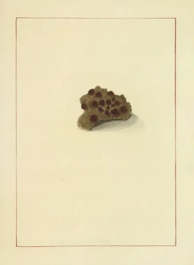 Icons Fungorum Circa Halifax Sponte Nascentium Pl 072
