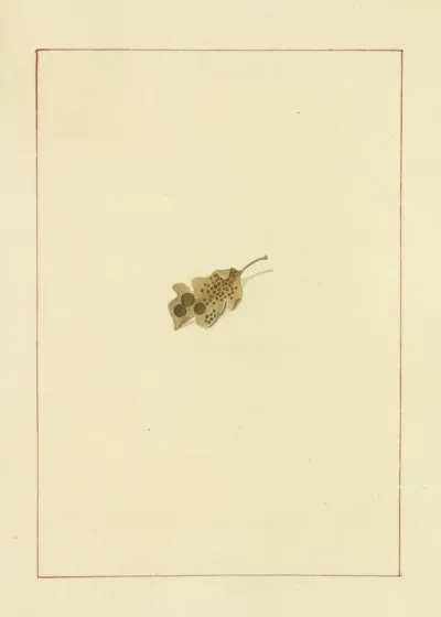 Icons Fungorum Circa Halifax Sponte Nascentium Pl 075