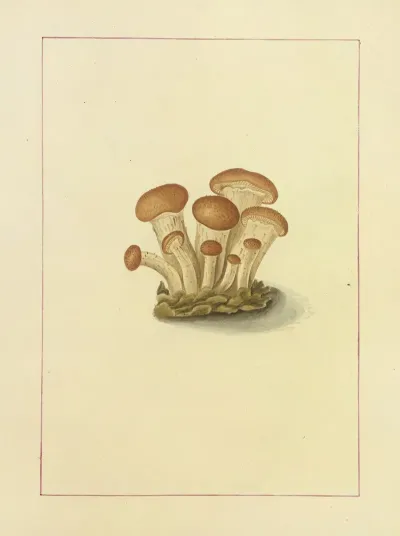 Icons Fungorum Circa Halifax Sponte Nascentium Pl 090