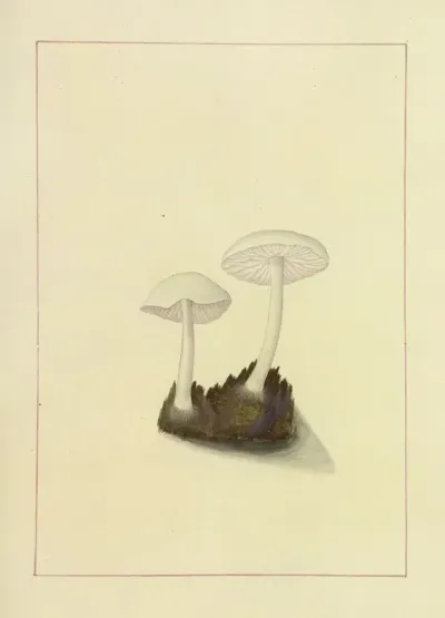 Icons Fungorum Circa Halifax Sponte Nascentium Pl 110