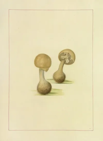 Icons Fungorum Circa Halifax Sponte Nascentium Pl 111