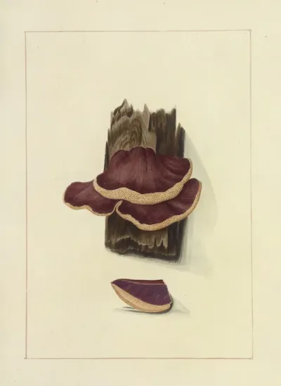 Icons Fungorum Circa Halifax Sponte Nascentium Pl 114