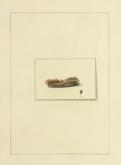 Icons Fungorum Circa Halifax Sponte Nascentium Pl 116