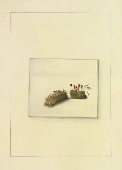 Icons Fungorum Circa Halifax Sponte Nascentium Pl 117