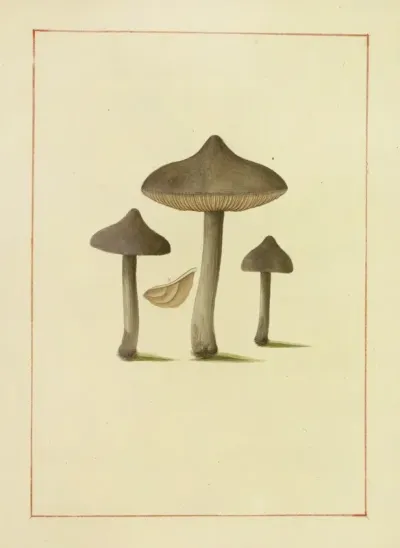 Icons Fungorum Circa Halifax Sponte Nascentium Pl 131
